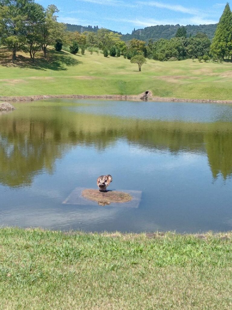 池にいるカモ